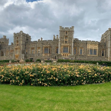 Roses in front of Windsor Castle